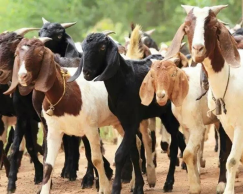 JS Chaudhary Goat Farm