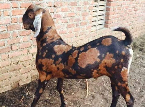 Goat Farm Premium Selection