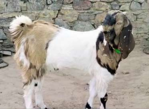 Premium Bakra Goat