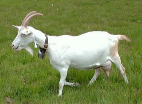 Saanen Dairy Goat in Haryana