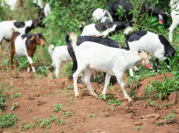 Goat Farm