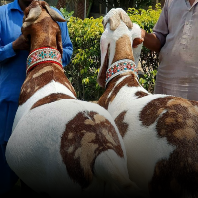 Eid Goat